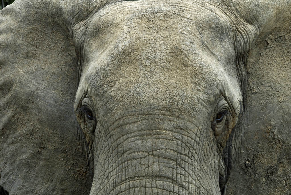 Elefant