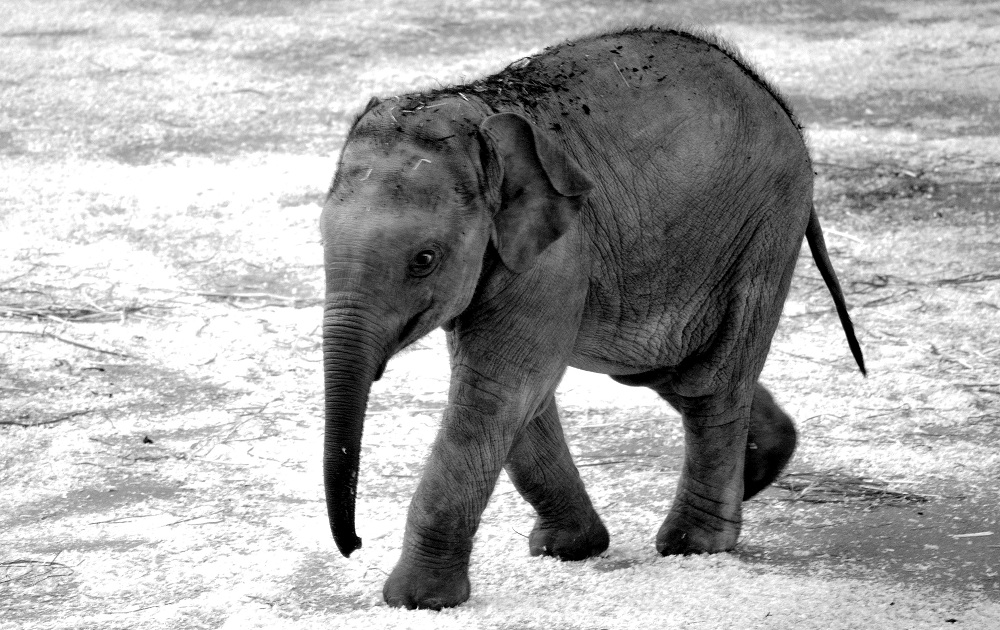 elefant02