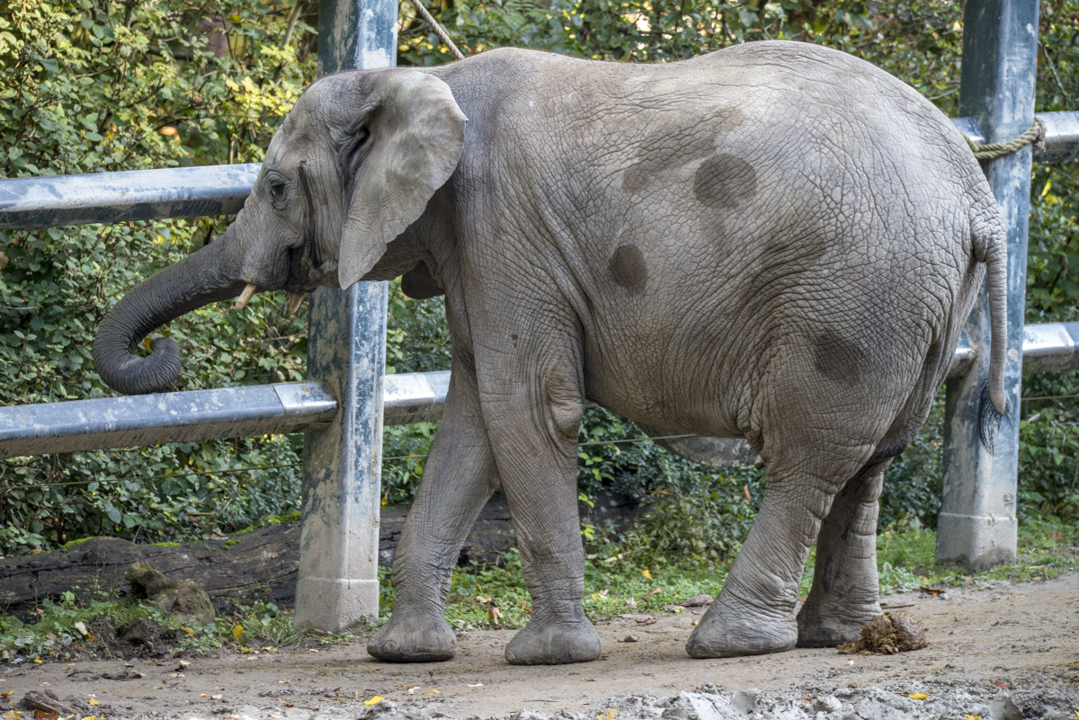Elefant1.jpg