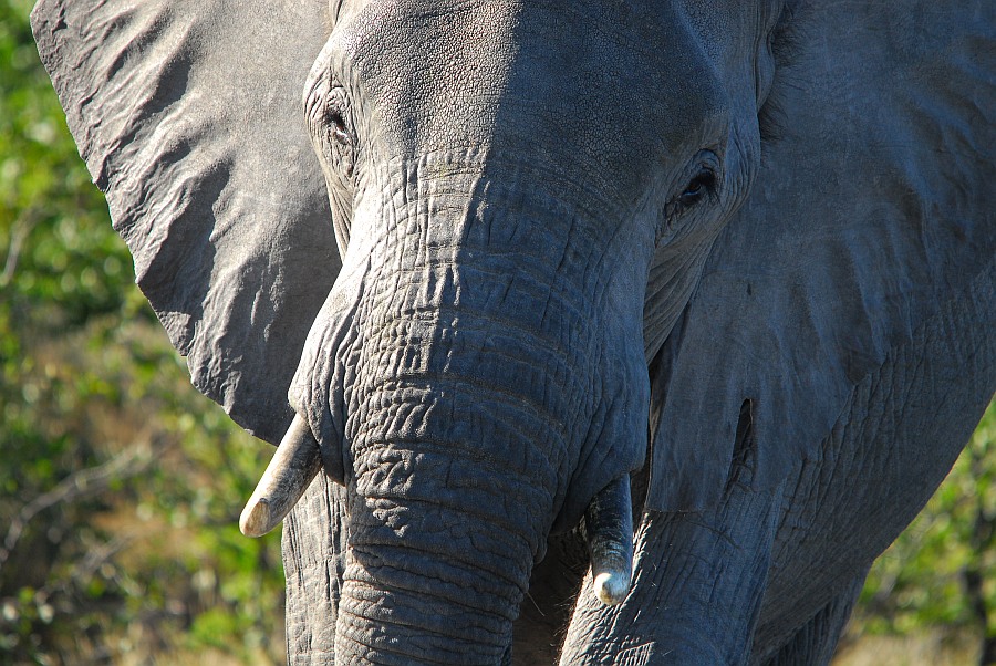 elefant1