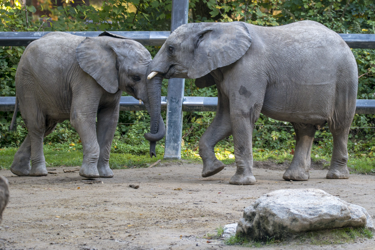 Elefant3.jpg