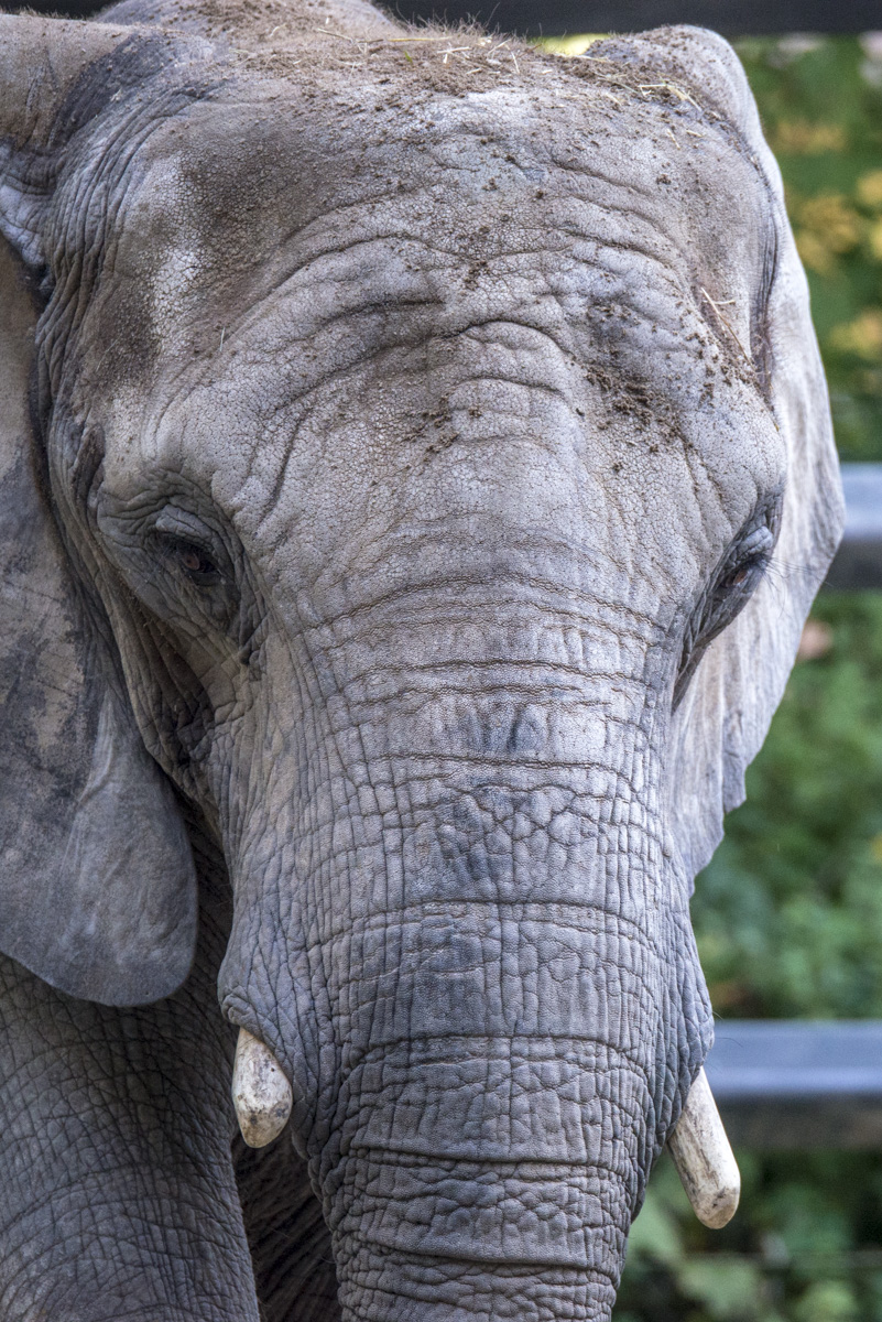 Elefant4.jpg