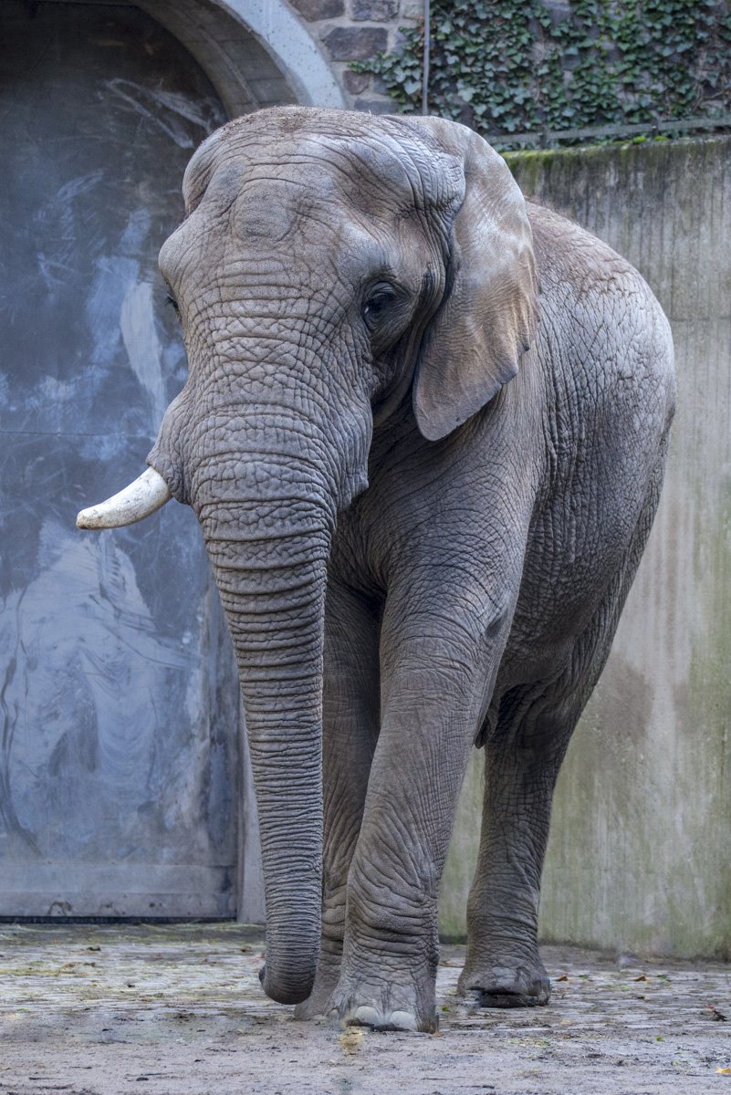 Elefant6.jpg