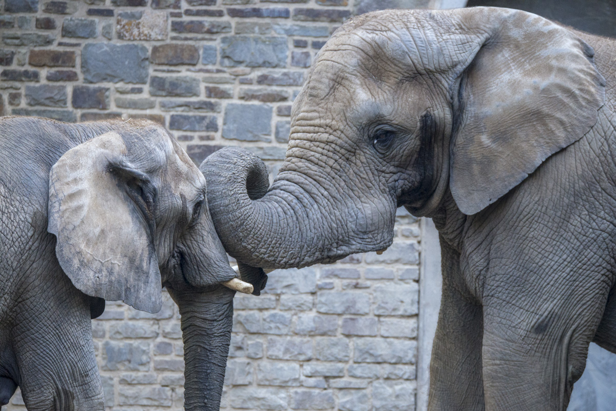 Elefant7.jpg
