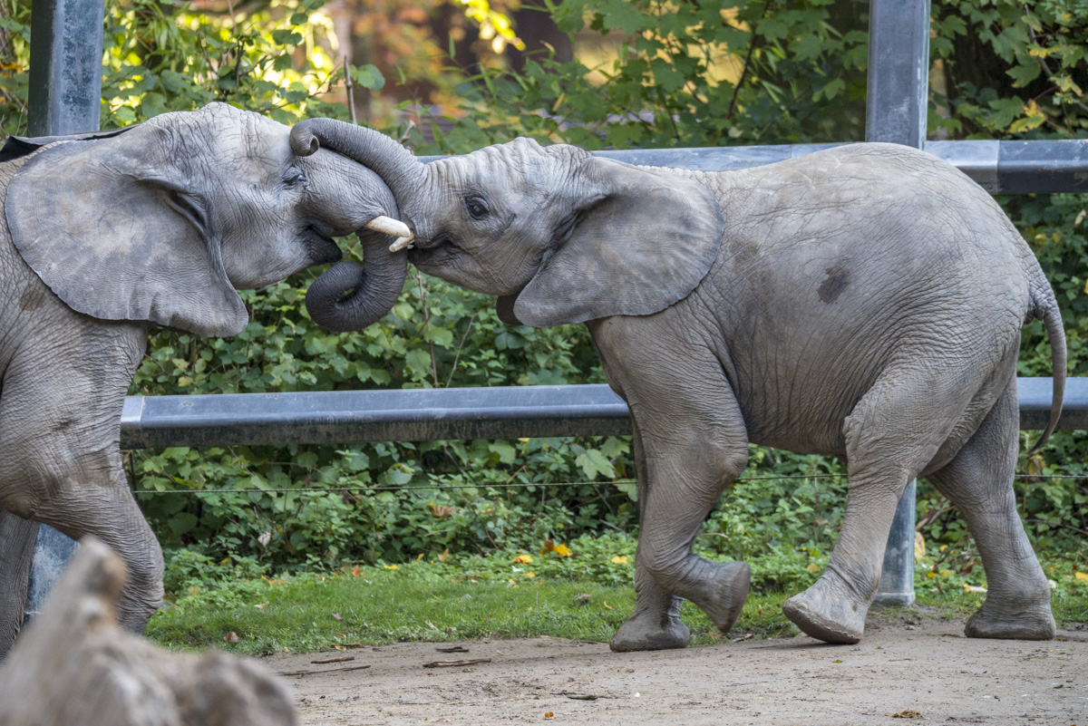 Elefant8.jpg