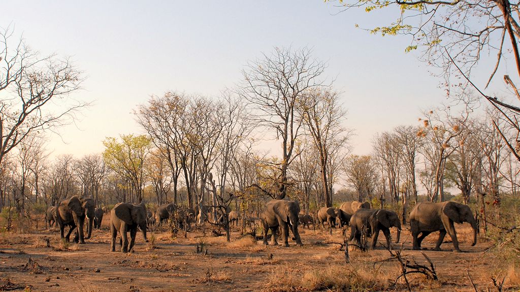 Elefanten
beim Nkwali Camp, außerhalb vom Nationalpark
sie ziehen nach Mfuwe ...
... die Mangos sind reif!
3845