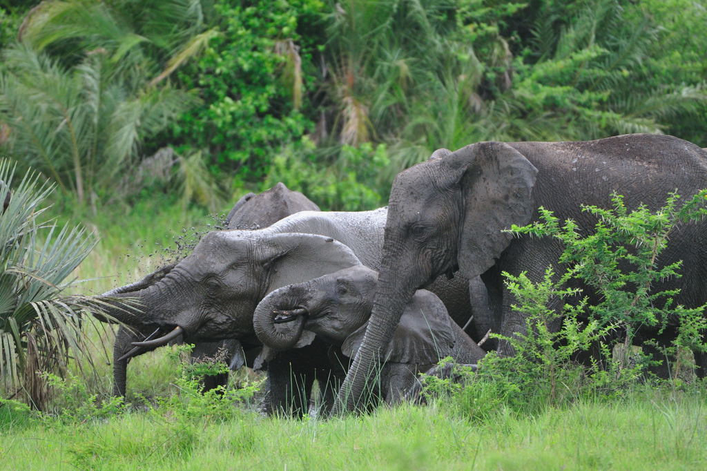 Elefanten im Tembe NP, SA