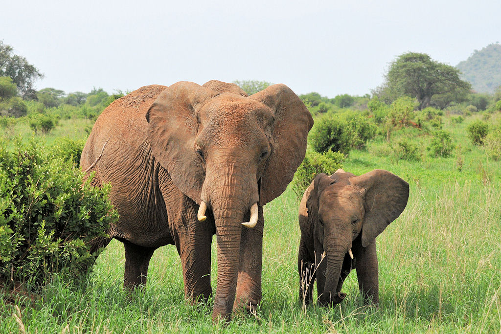 Elefanten
Tarangire Nationalpark
(5108)