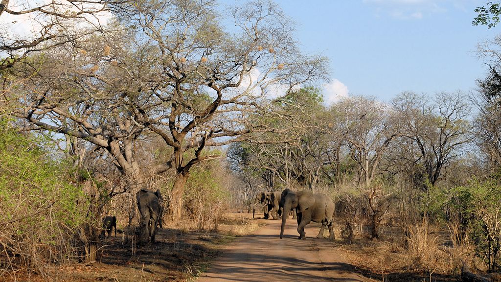 Elefanten versperren den Weg
Mfuwe, außerhalb des Nationalparks
4570
