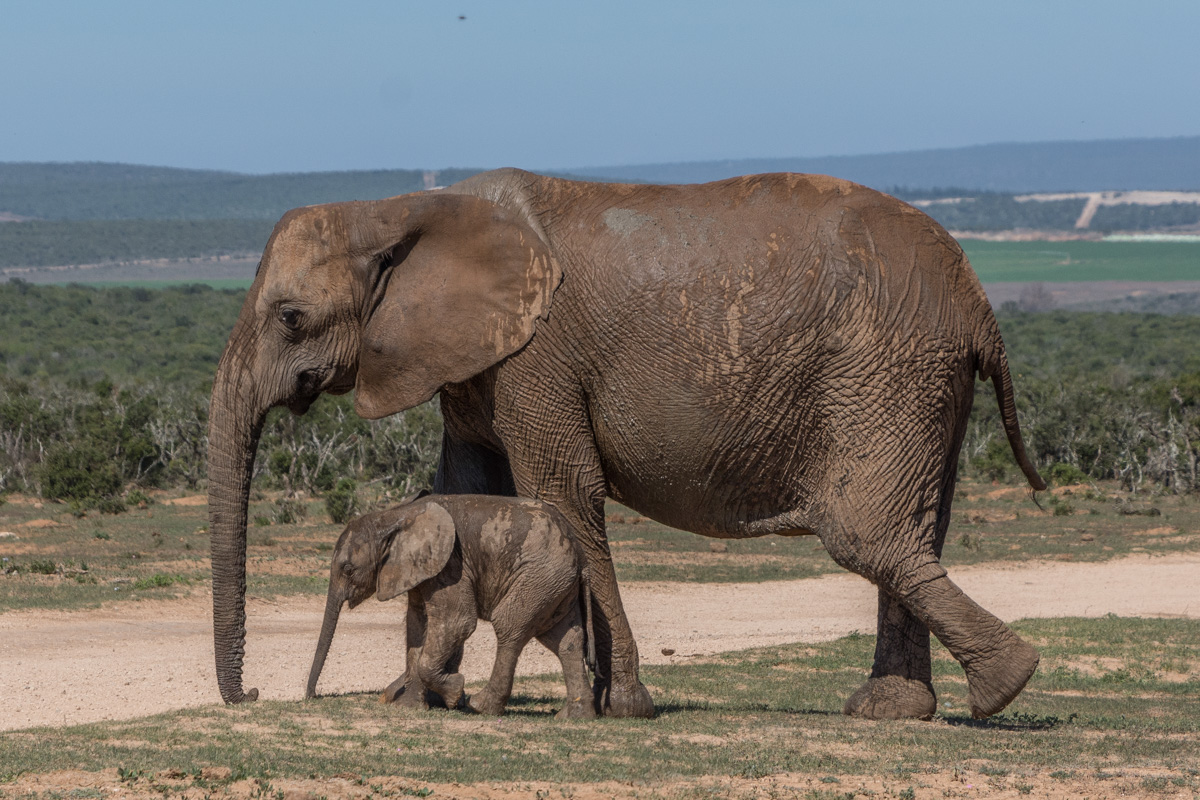 Elefantenmutter&amp;Baby Addo Elephant NP ZA
