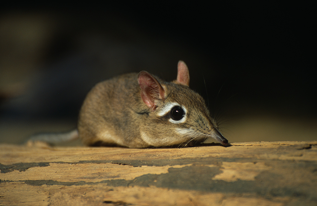 Elefantenspitzmaus