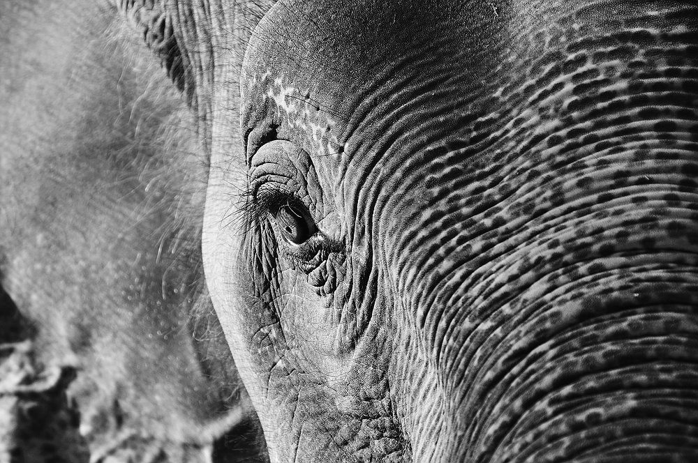 Elephant in Thailand