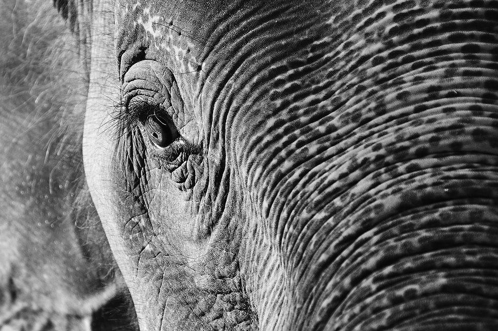 Elephant links&amp;oben beschnitten