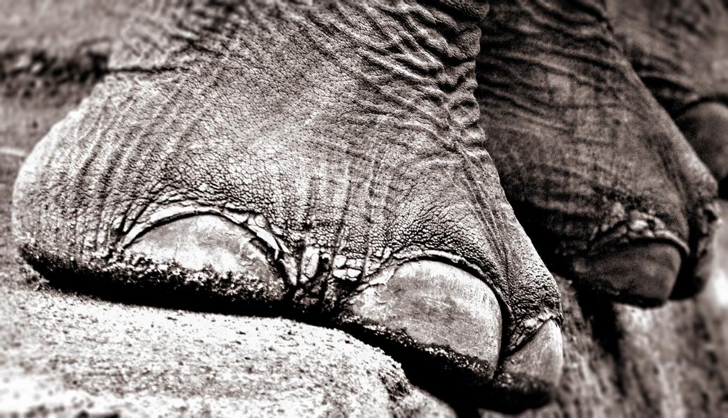Elephant Part2