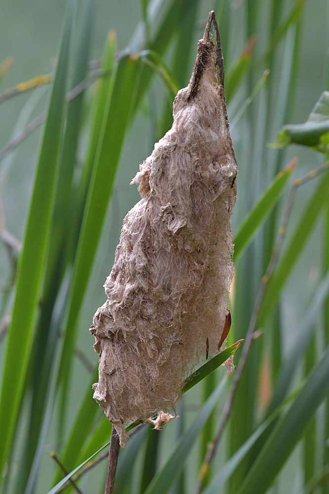 Elfennest (baugleich mit Feennestern)