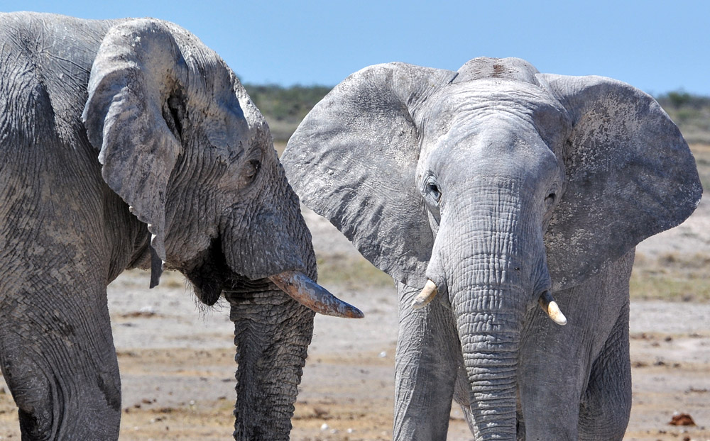 elis etosha crop