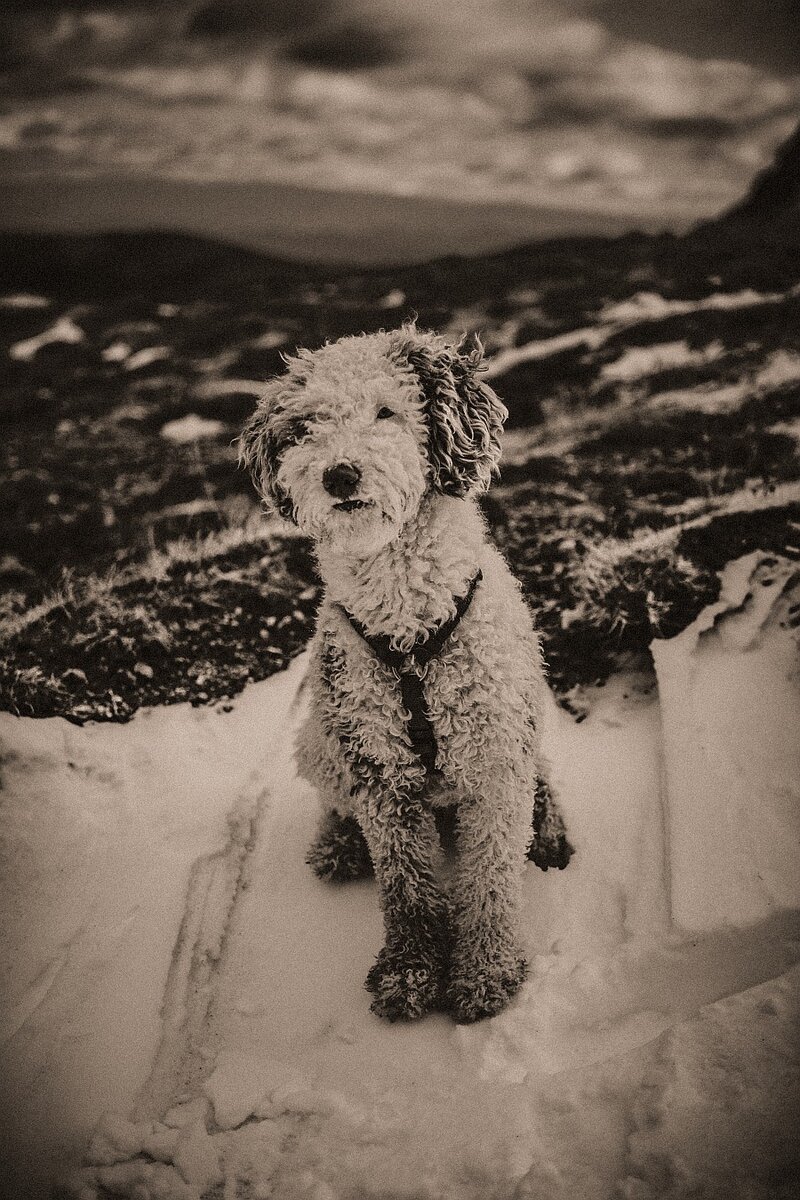 Ellie