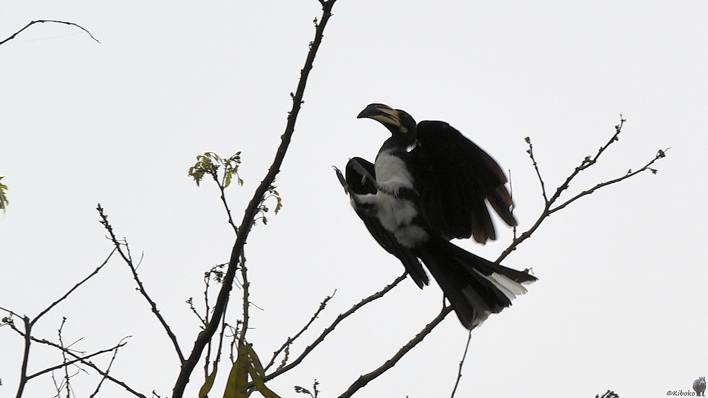 Elstertoko (African Pied Hornbill)
Ecotel Touraco, Tai Nationalpark


s668 Ecotel Touraco Pied Hornbill 7062