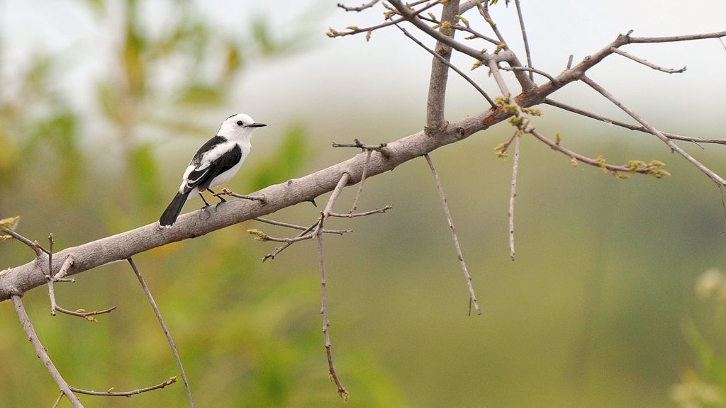 Elstertyrann (Pied Water tyrant)
überschwemmte Savanne bei Karanambu
5959