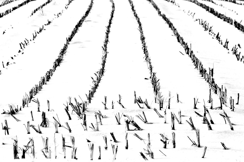 Emsaue - 21.12.2009 -