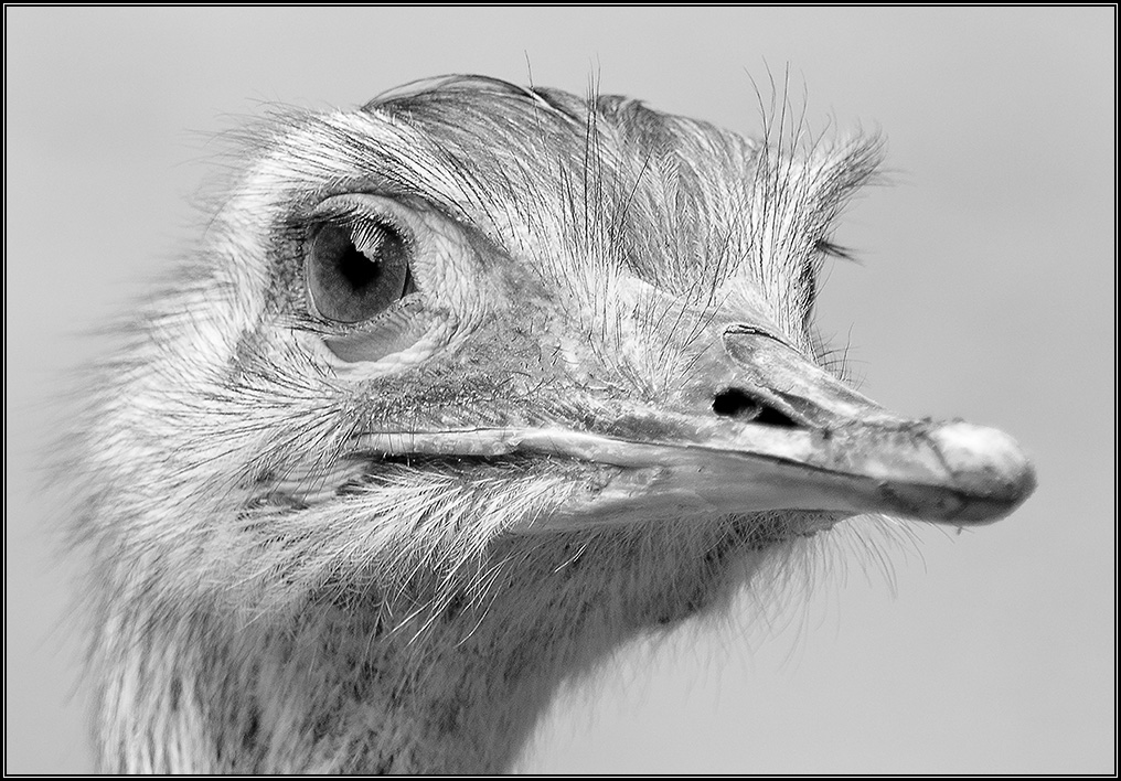 Emu sw
