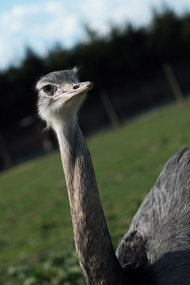 Emu