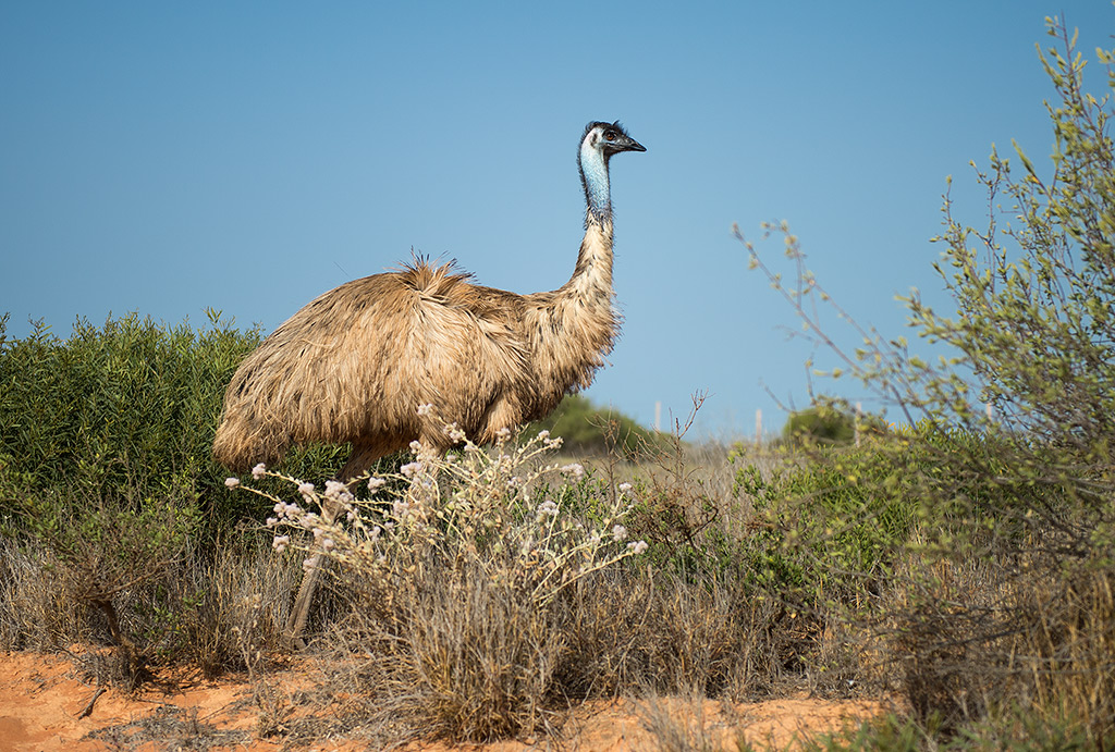 emu