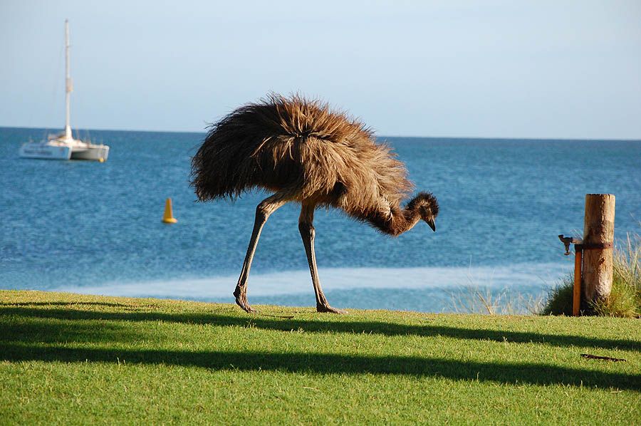 Emu