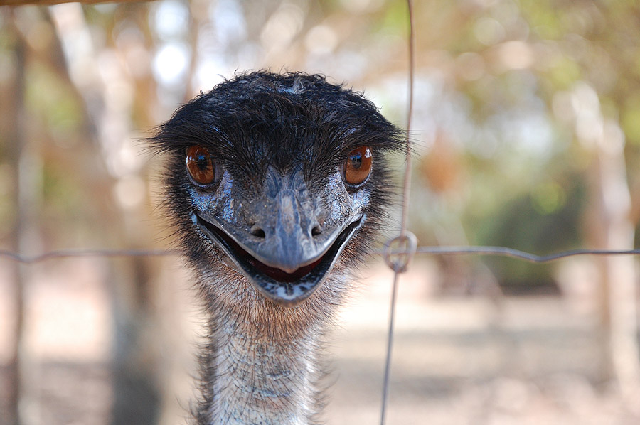Emu