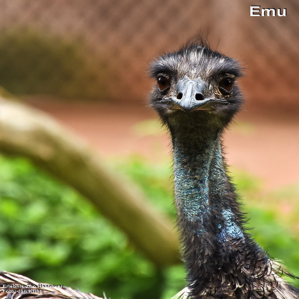 Emu