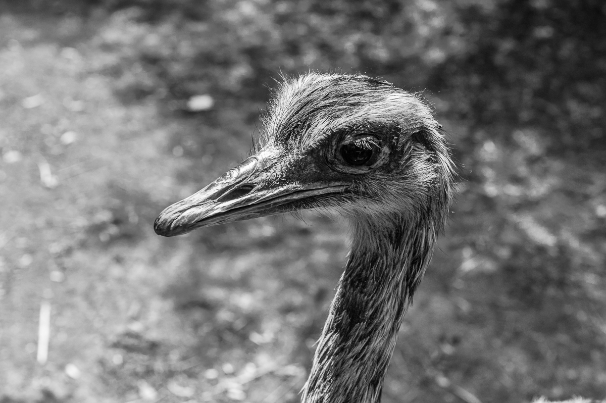Emu