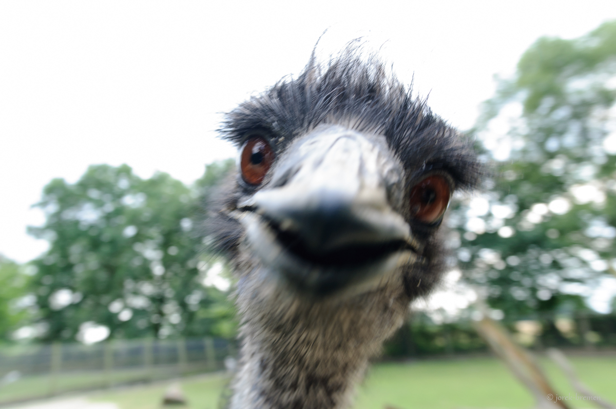 Emu