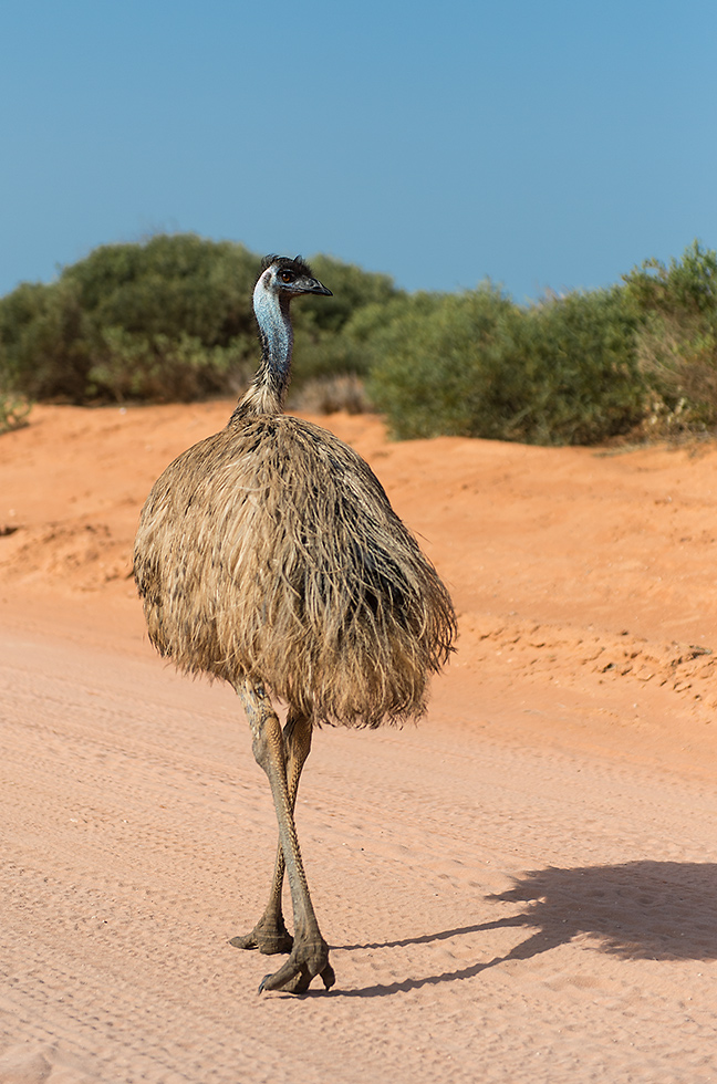 emu1