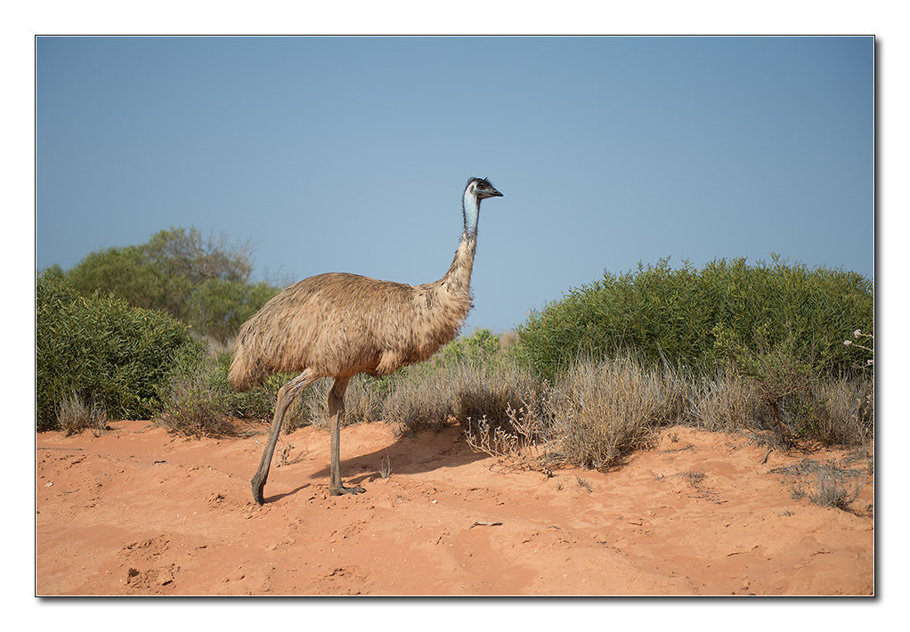 emu1