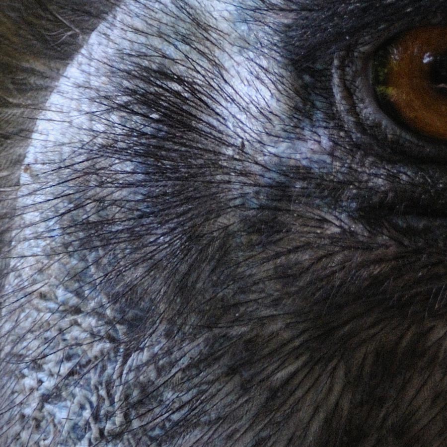 Emu100ercrop