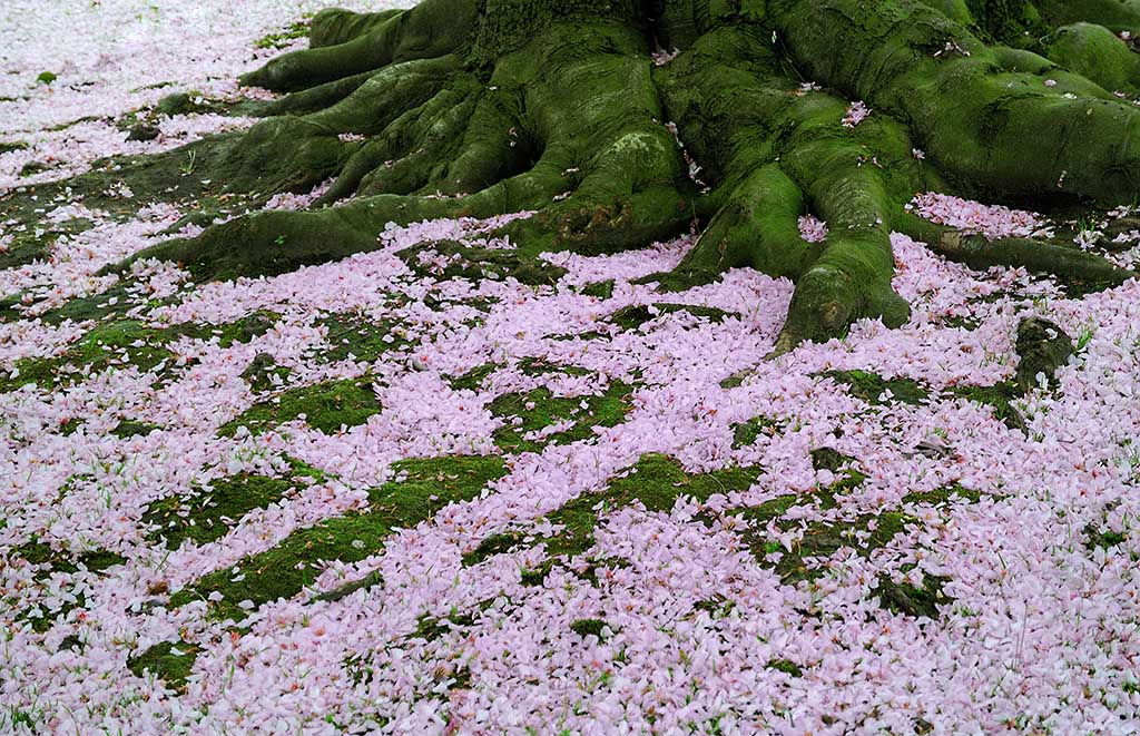 End of a Cherry Tree