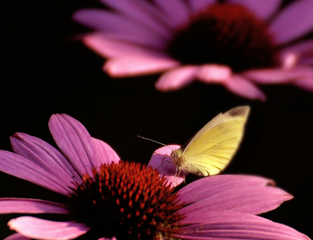 Ende August Falter auf Echinacea
