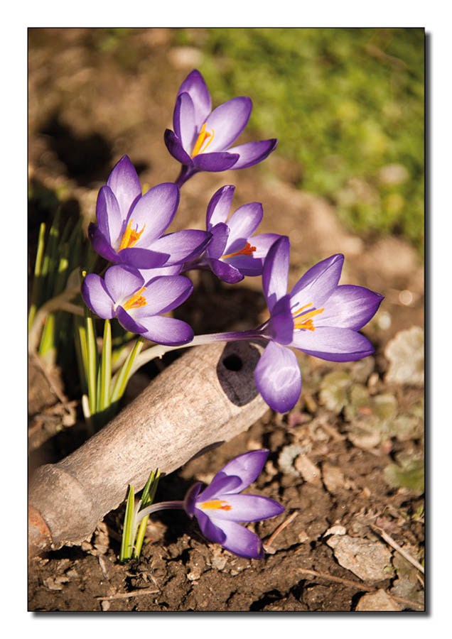 endlich Frühling!