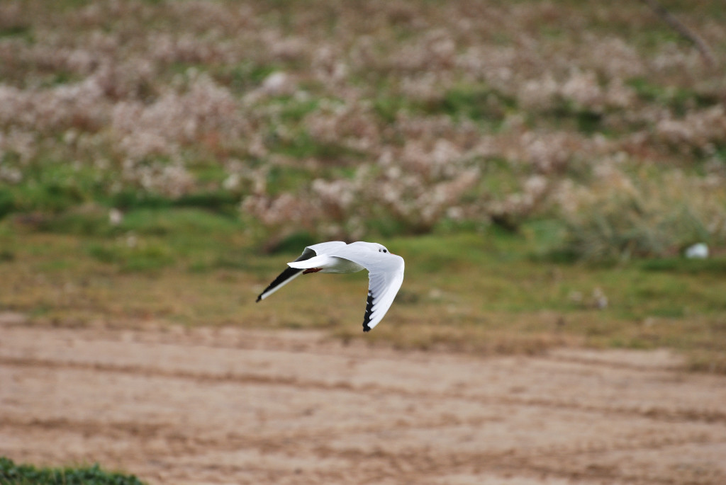 england2008 126