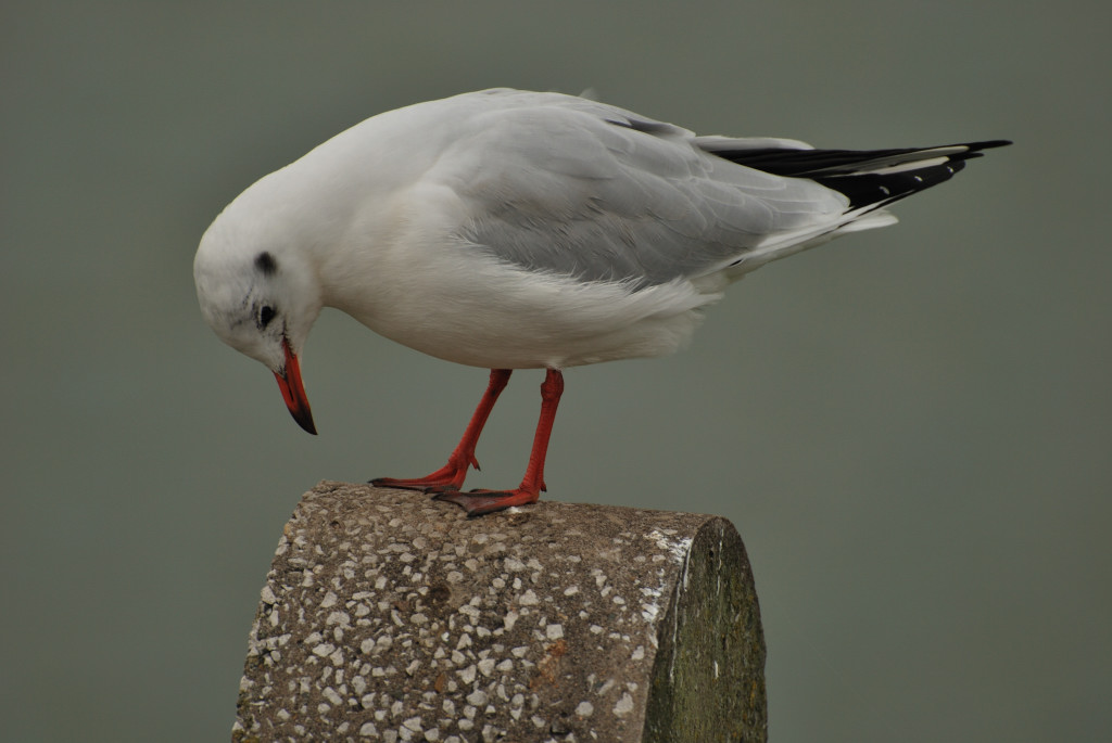 england2008 133
