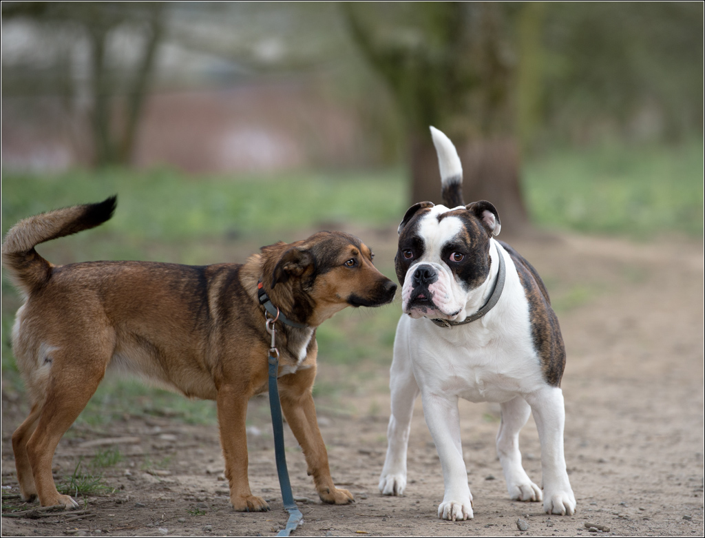 englische Bulldogge