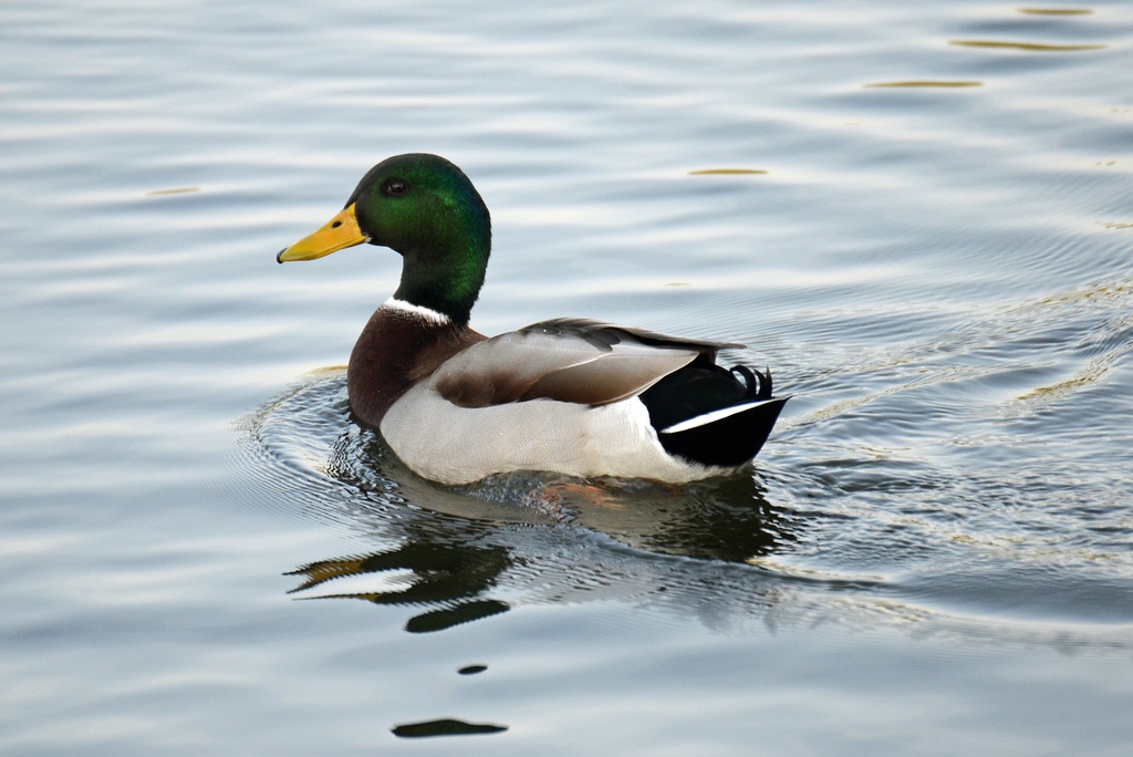 Ente 02