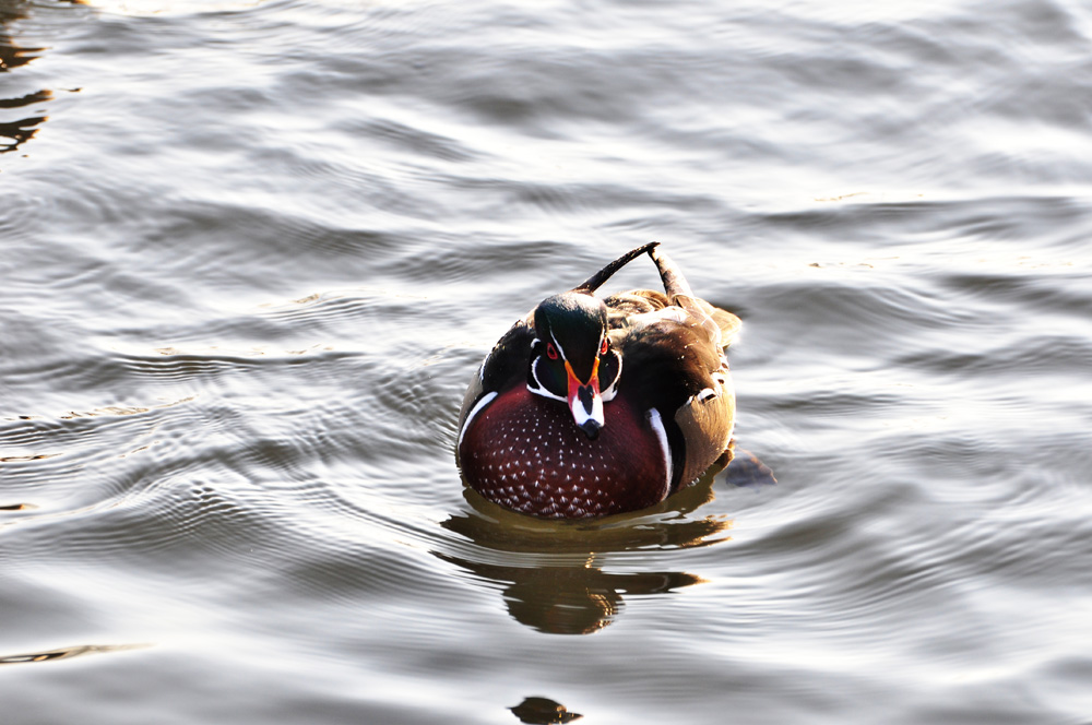 Ente 02