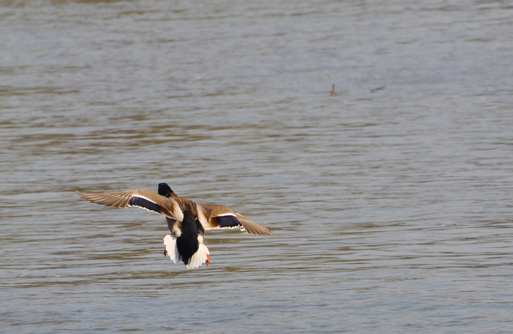 Ente 03