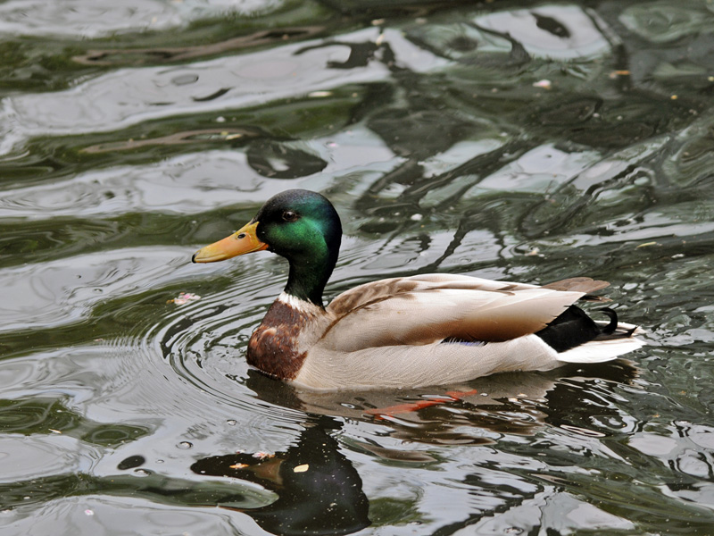 Ente (150-500 OS)