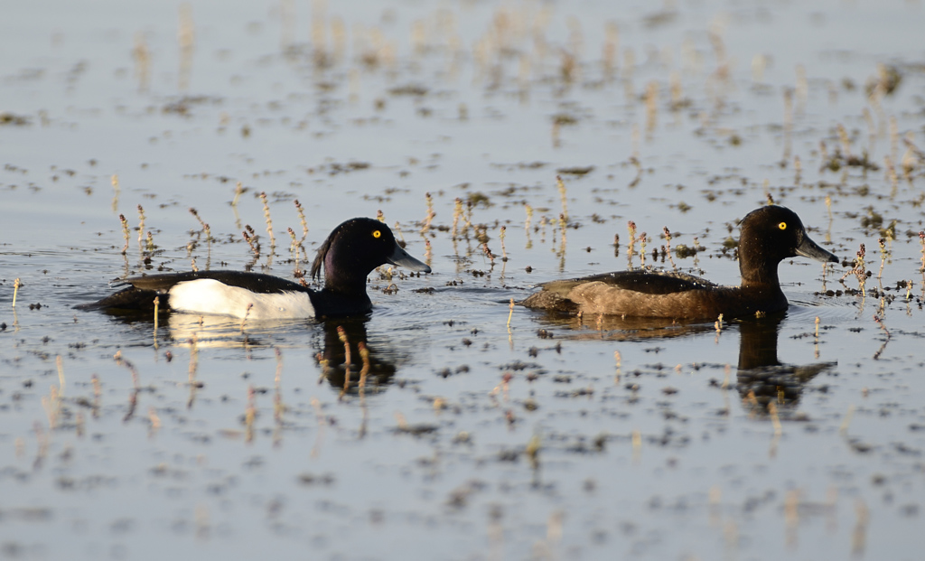 Ente 2 klein