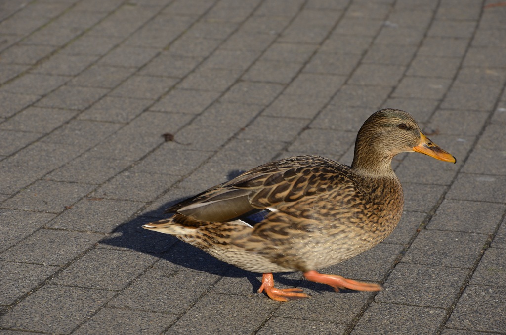 Ente 2