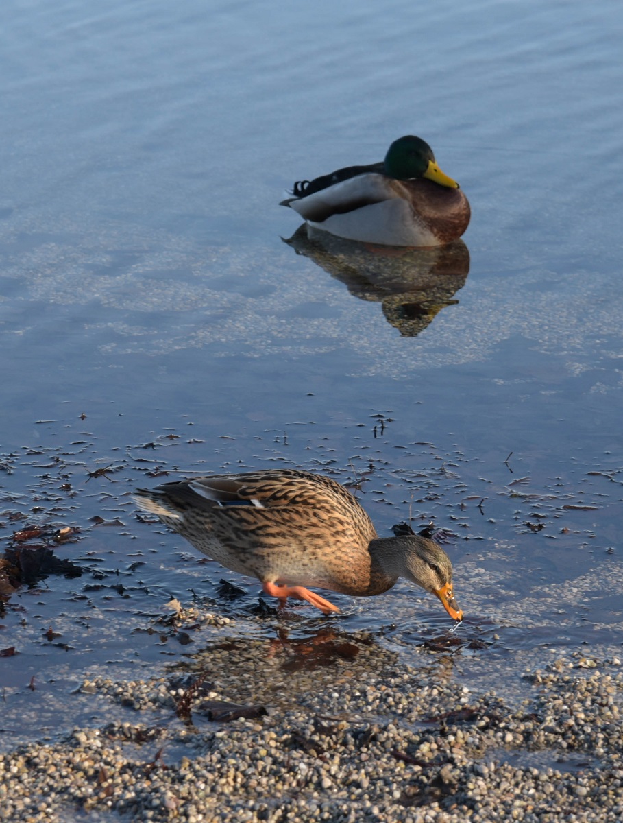 Ente 3.jpg