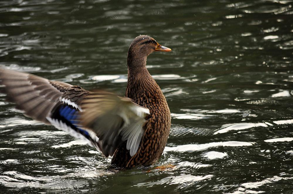 ente 3 klein