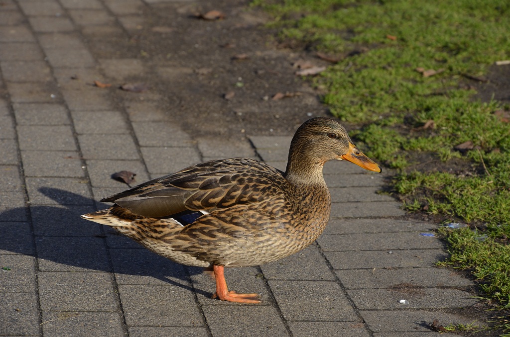 Ente 3